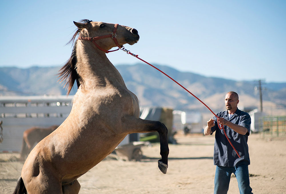 Scena tratta da The Mustang